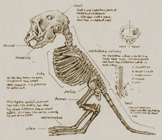 Rabbit skeleton.jpg