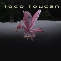 Toco Toucan